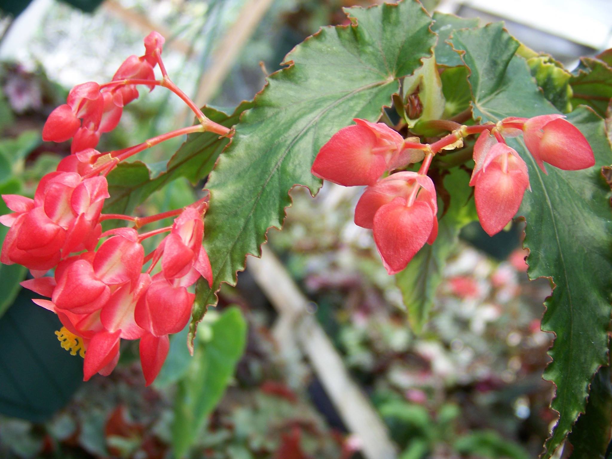 B. ‘Mumbo Jumbo’